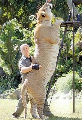 499583-liger.jpg